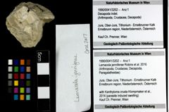 Foto (Objekt + Etiketten) von Lemacola jenniferae (Robins et al., 2016) 